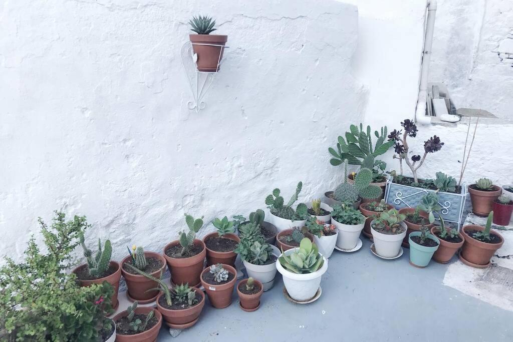 فيلا Little Cactus Serifos Town المظهر الخارجي الصورة